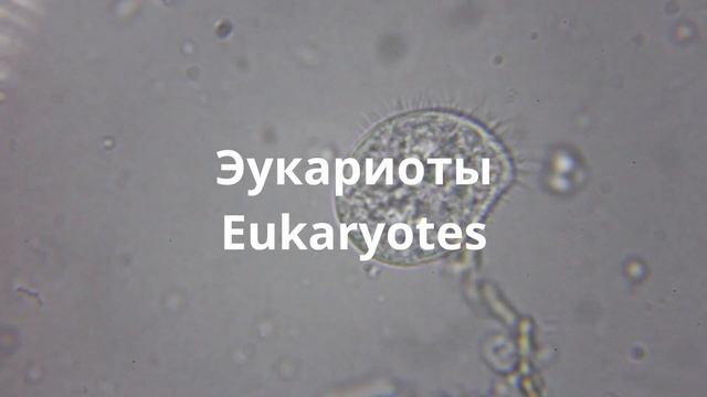 Знакомство с микрокосмосом смотреть онлайн