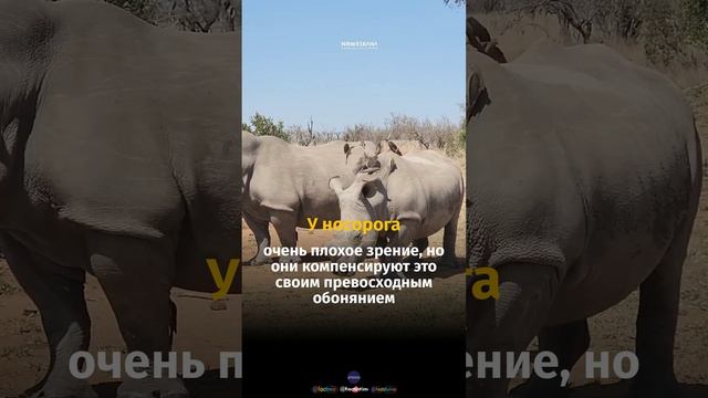 #факт #носорог