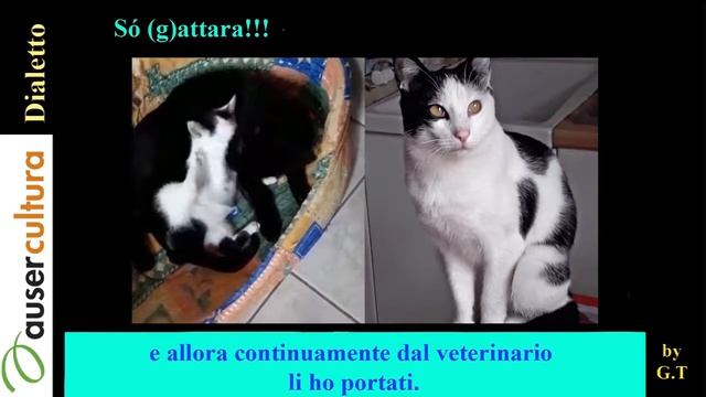 Auser Cultura dialetti gattara смотреть онлайн