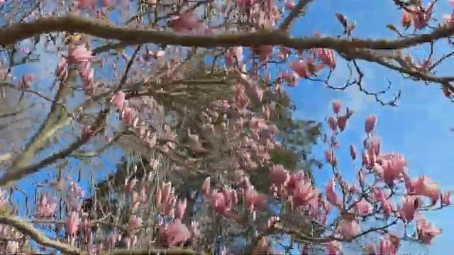 Новая Зеландия. Как оно тут.