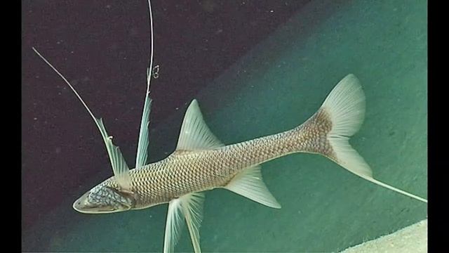 Tripod Fish Facts  Interesting Facts About Tripod Fish