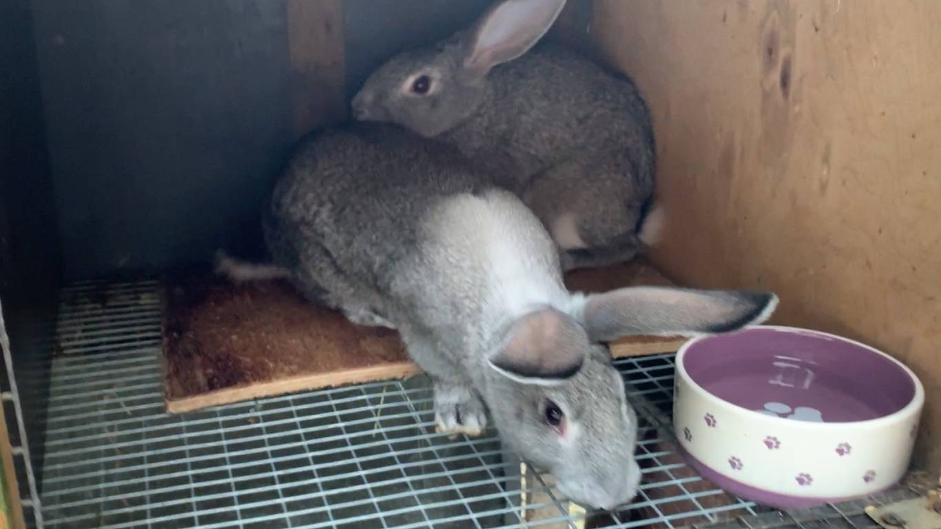 Крольчата подрались. Срочно делаю кормушку.