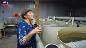 Казанская ферма по выращиванию рыбы