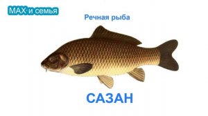 Речная рыба для детей