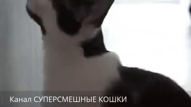 Смешное видео с кошками. Самое лучшее! Кот исполняет акробатические номера! смотреть онлайн