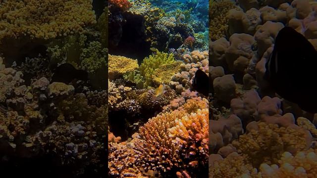 ПОДВОДНЫЙ МИР ЕГИПТА / UNDERWATER WORLD OF EGYPT #shorts #tiktok #egypt #diving #египет #кораллы смотреть онлайн