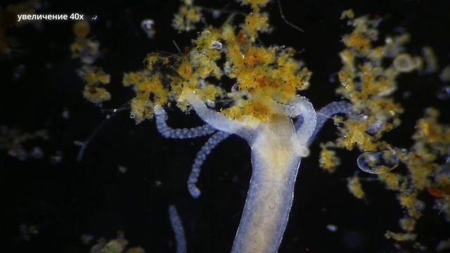 Бессмертная гидра - пресноводный монстр смотреть онлайн