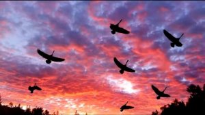 Рок-группа "Алиса" - Стерх