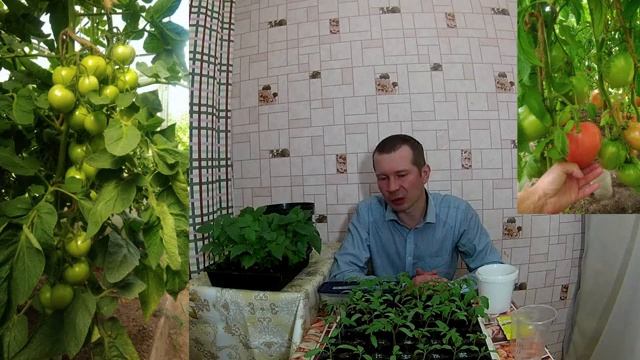 Посев семян томатов на рассаду.Эти сроки посева семян томатов мы соблюдаем всегда смотреть онлайн