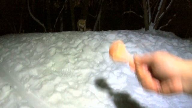 Кормлю Лису в парке Кузьминки-Люблино смотреть онлайн