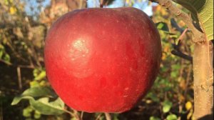 Яблоня Стори Иноред