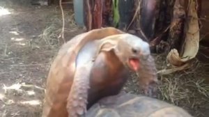 Любов, асисяй.