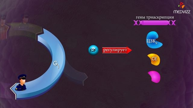 Клеточный цикл ( Cell cycle check points - Russian ) смотреть онлайн
