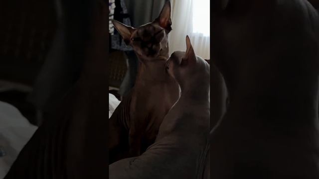 В ЧИСТЫЙ ЧЕТВЕРГ Funny with a cat / Прикол с котом #shorts #tiktok #youtubeshorts #comedy смотреть онлайн