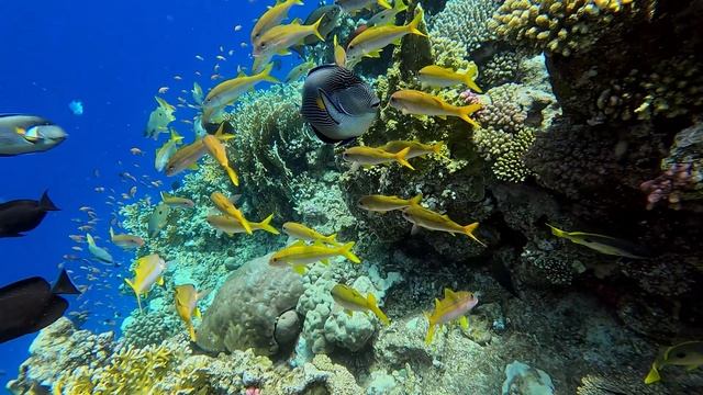 Коралловый риф и подводный мир у отеля Amarina Jannah Resort & Aquapark. Egypt. Marsa Alam. смотреть онлайн