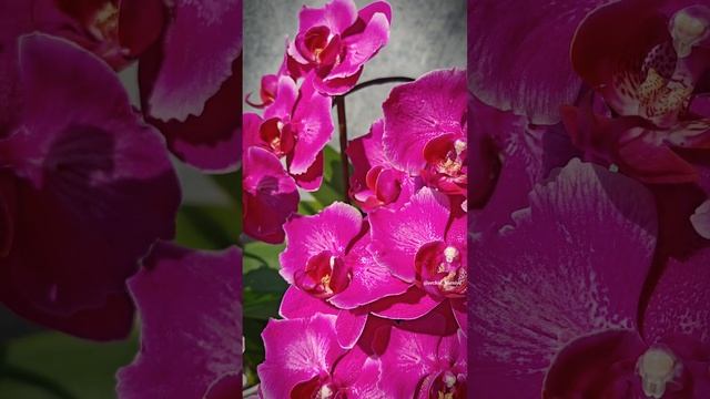 Яркие орхидеи бабочки Knight Rider & Emperor Jewel | Домашнее цветение фаленопсисов 🥰🌸 смотреть онлайн