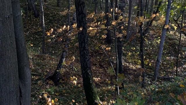 уютный осенний влог🍂поездка загород/эмоциональная разгрузка на природе/капаем картошку/#осеннийвлог смотреть онлайн
