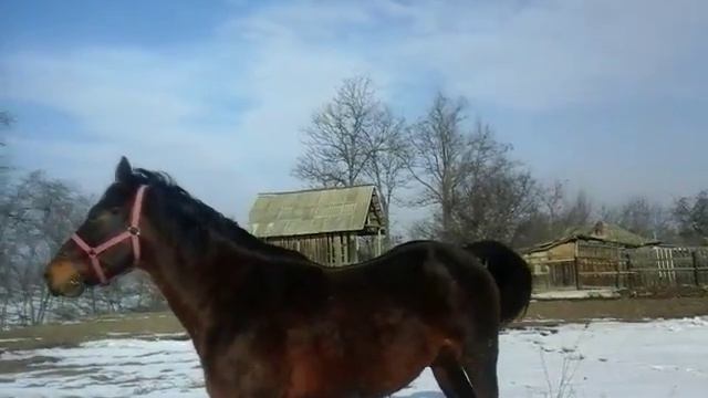 Armasar naravas смотреть онлайн