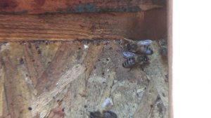 Вот что бывает с семьей когда плохо работает средство от клеща.