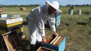 Ловлю Рои чтоб вам показать. Поймал три роя за один день.