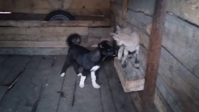 Дружба Горного Тура и охотничьей Лайки) смотреть онлайн