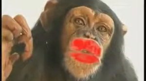 Прикол абизян