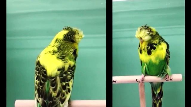 Christian Winklhofer|Germany| [Budgie Planet]Exhibition Budgies / Periquito Inglés смотреть онлайн