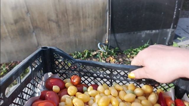 5 октября 24г собрали последний урожай помидор, огурцов. смотреть онлайн