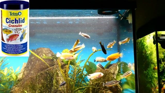 Tetra Cichlid Granules смотреть онлайн