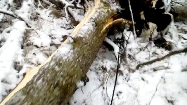 Охота на куницу капканами! 30 декабря! смотреть онлайн