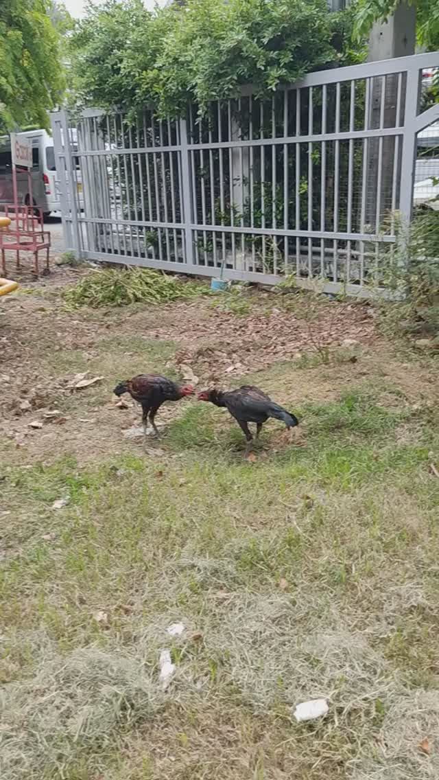 Это видео Заблокировал Ютуб. В чем дело? Уличное видео Пхукет. Тутси - диеты и путешествия. смотреть онлайн