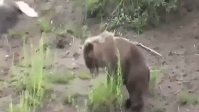 осторожный орел ловит приманку так же быстро, как молния смотреть онлайн