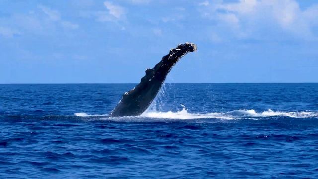 MAYOTTE : A la rencontre des BALEINES et DAUPHINS смотреть онлайн