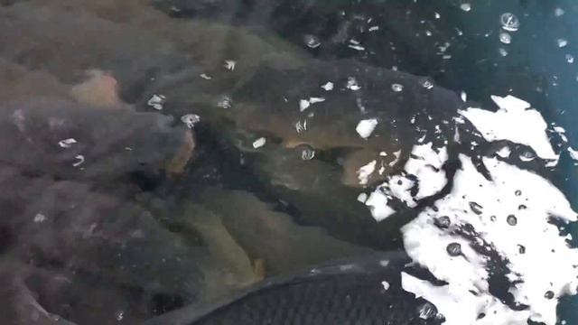 На Продажу Рыба Разные Сазан Карп Амур Форель Сом,Sazan Karp Amur Forel Nakqa.