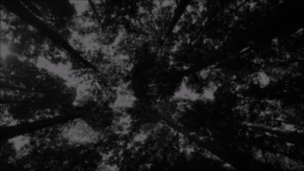 2 Petrifying Real Skin Walker Horror Stories