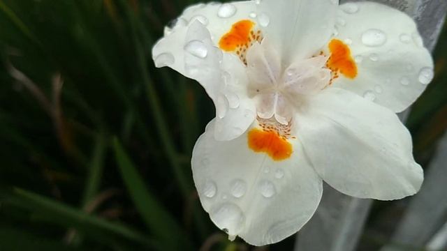 Moréia/(Dietes bicolor) (Steud.) Sweet ex Klatt.[Ler Descrição]#moreia смотреть онлайн