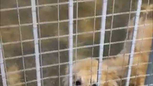 Приют для собак "Лучик надежды". г Белгород декабрь 2023 год смотреть онлайн