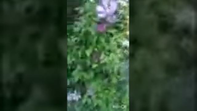 18  .1.31.10.3L.8£4.¤12.9. INSHOT +.PROPHET. SHCHERBAKOV. ЩЕРБАКОВ АРТЕМ. ПОПУТНОЕ ДЕЙСТВИЕ. КЛОН