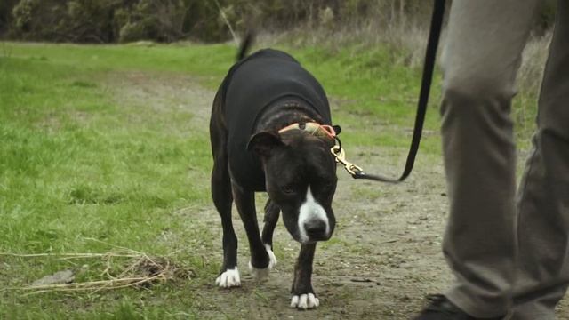 Coco goes to Orinda Oaks (GH5 + Minolta 35mm f/2.8 Vintage Lens) (HLG) смотреть онлайн