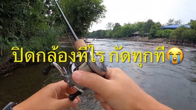 Jackson Pygmy Box Popper | เจอเหยื่อขาดติดต้นไม้…ที่ไหนได้กัดโคตรดี😮 смотреть онлайн
