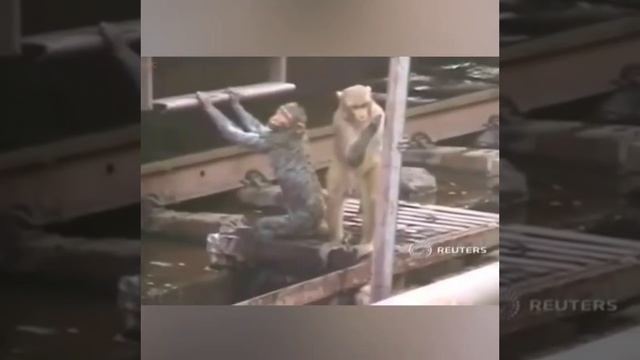 СОСТРАДАНИЕ У ЖИВОТНЫХ смотреть онлайн