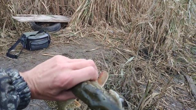 С лёгким джигом за щукой.ноябрь.crazy fish perfect jig 0.6-7гр. смотреть онлайн