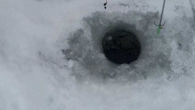 Новые приключения Шуриков!!! смотреть онлайн