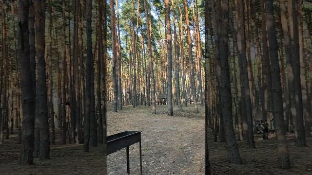 Пикник парк в пригороде Белгорода любимое место белгородцев летом и зимой.Сосновый лес завораживает. смотреть онлайн