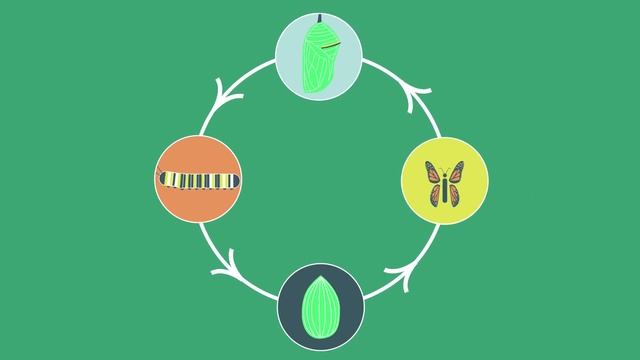 The Butterfly Life Cycle смотреть онлайн