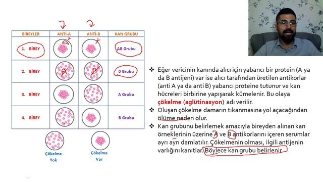 31) DOLAŞIM SİSTEMİ-6 (Ercan Hoca İle Biyoloji) смотреть онлайн