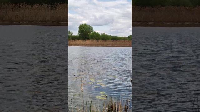 Места рыбалки Озеро Нерское Серпуховский район Московская область смотреть онлайн