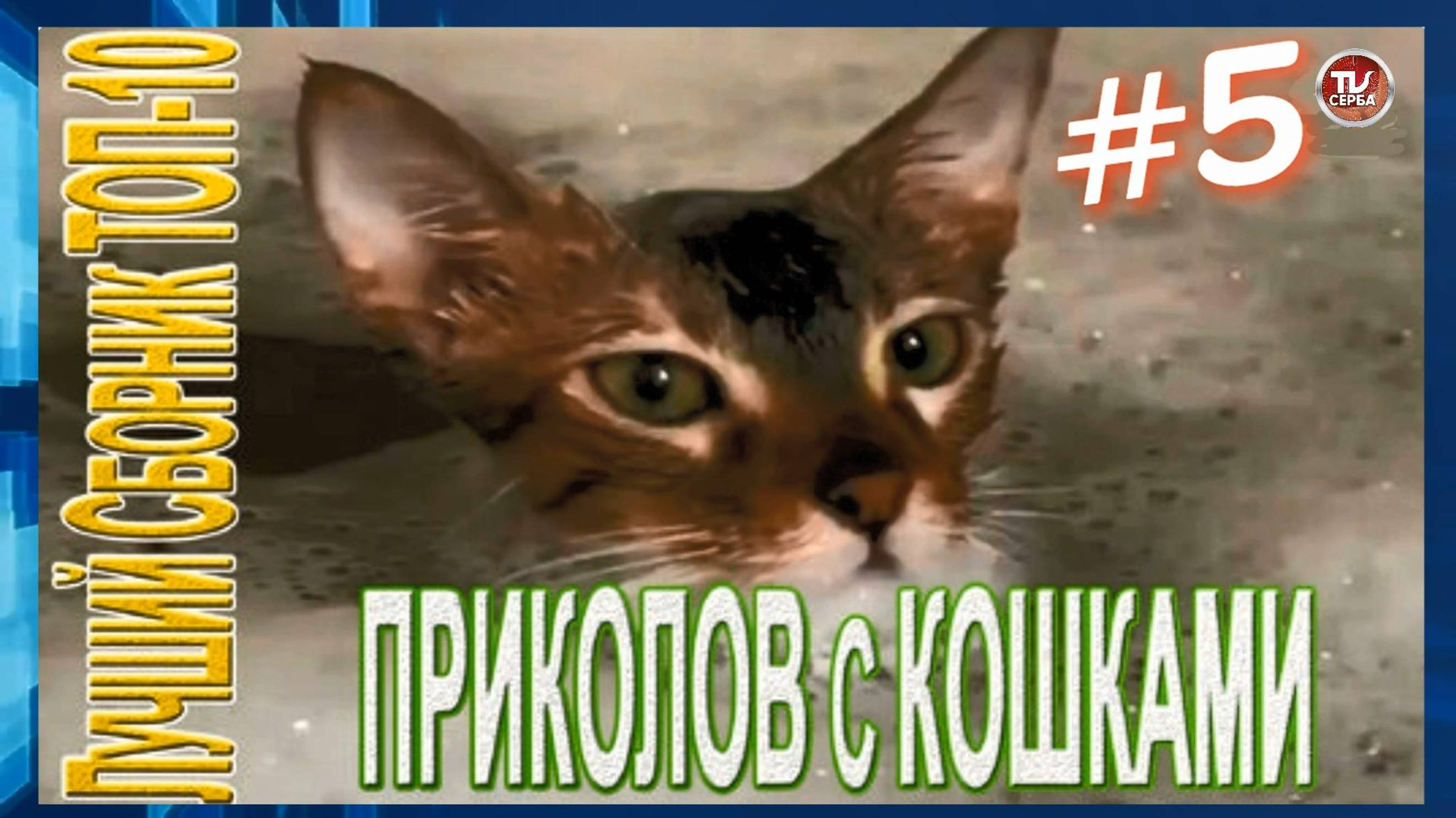 Топ-10 ПРИКОЛОВ с КОШКАМИ 🐱 СМЕШНЫЕ КОШКИ 😂 ЛУЧШИЕ ПРИКОЛЫ С КОТАМИ (5 часть) смотреть онлайн