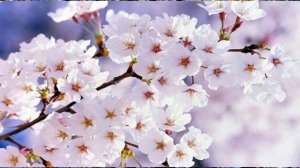 Ой, у вишнёвому саду.