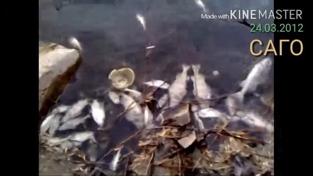 Рыба задохнулась смотреть онлайн